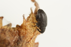 Orchestes mixtus