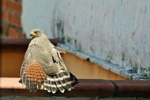 Roadside Hawk, photo 8 of 8