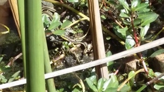 Thamnophis pulchrilatus