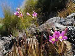 Drosera regia