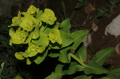 Euphorbia clementei