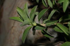 Euphorbia clementei