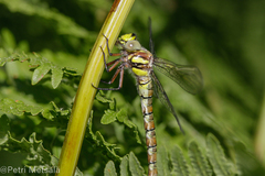 Caliaeschna microstigma