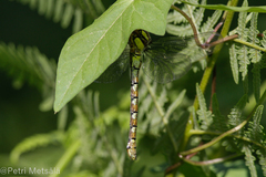 Caliaeschna microstigma