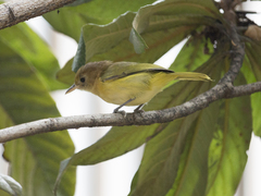 Pachysylvia aurantiifrons