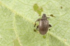 Orchestes mixtus