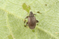 Orchestes mixtus