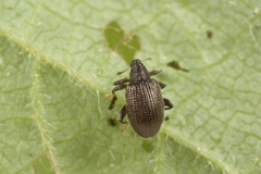 Orchestes mixtus