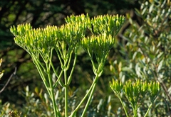 Kalanchoe brachyloba