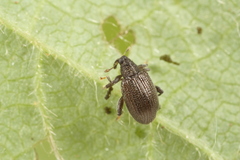 Orchestes mixtus
