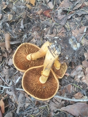 Gymnopilus junonius