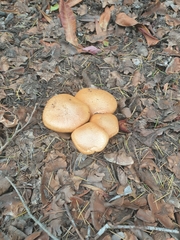 Gymnopilus junonius