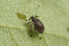 Orchestes mixtus
