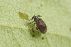 Orchestes mixtus