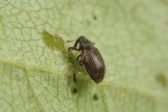 Orchestes mixtus