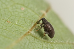 Orchestes mixtus