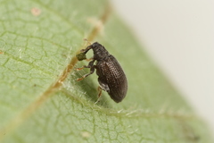Orchestes mixtus
