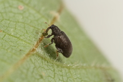 Orchestes mixtus
