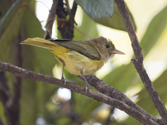 Pachysylvia aurantiifrons