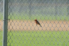 Pyrocephalus rubinus