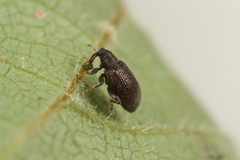Orchestes mixtus