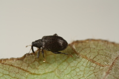 Orchestes mixtus