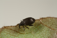 Orchestes mixtus