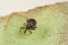 Orchestes mixtus