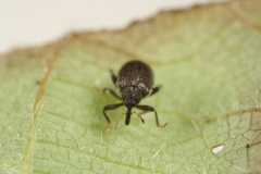 Orchestes mixtus