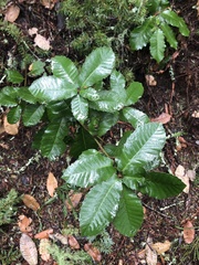 Notholithocarpus