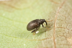 Orchestes mixtus