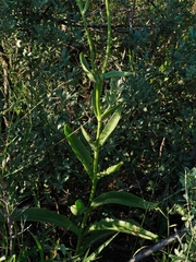 Kalanchoe brachyloba