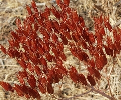 Kalanchoe brachyloba