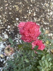 Rosa centifolia