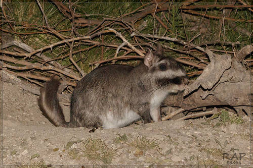 Argentine Plains Viscacha
