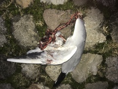 Chroicocephalus ridibundus