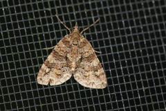 Polyclysta hypogrammata