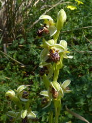 Ophrys umbilicata flavomarginata
