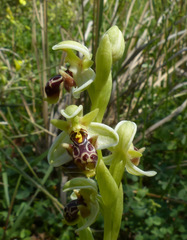 Ophrys umbilicata flavomarginata