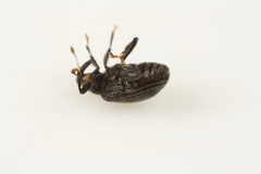 Orchestes mixtus