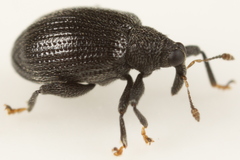 Orchestes mixtus