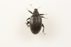 Orchestes mixtus