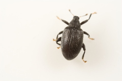 Orchestes mixtus