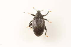 Orchestes mixtus