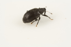 Orchestes mixtus