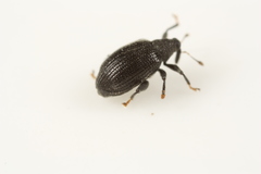 Orchestes mixtus