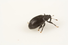 Orchestes mixtus