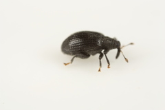 Orchestes mixtus