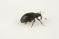 Orchestes mixtus