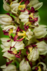 Dotted Orchid (Orchis punctulata)